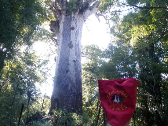 Tāne Mahuta, Waipoua Forest, New Zealand.